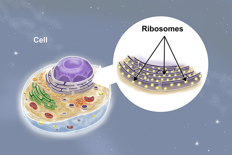 Fictional image of a cell with magnifications of ribosomes